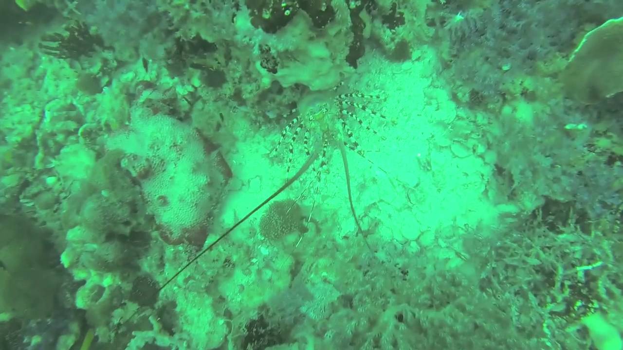 Crayfish diving FNQ