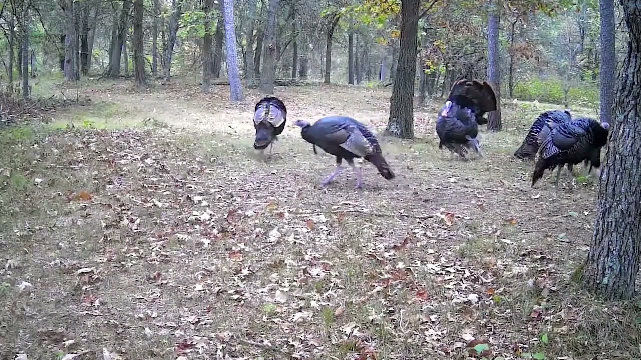 October Wild Turkey Watch Theres So Many Trail Cam Footage