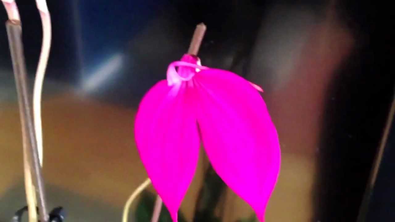 Masdevallia Coccinea Orchid Cuture and care