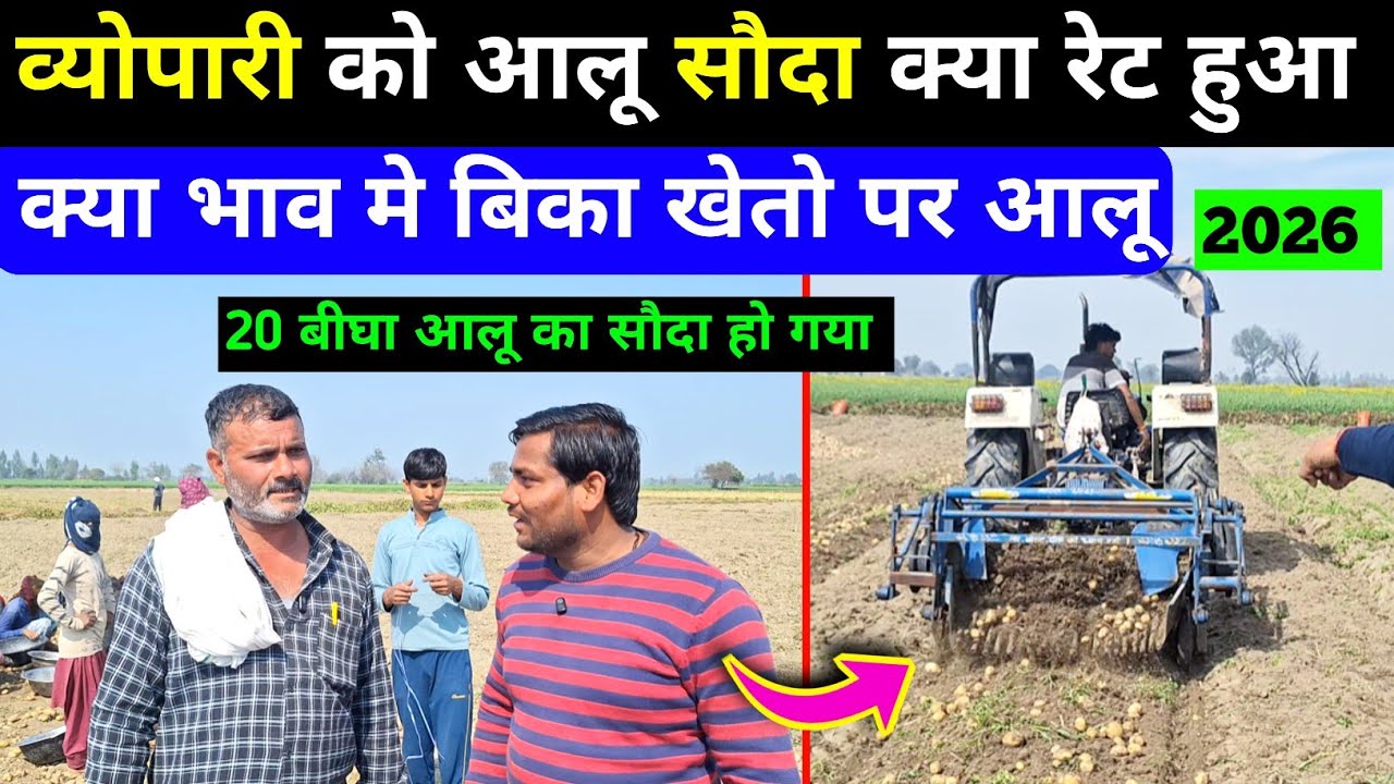 20 बीघा आलू का सौदा हुआ क्या भाव आलू बेचा | aalu ki khudai | aalu ki kheti / real farmer / potato 