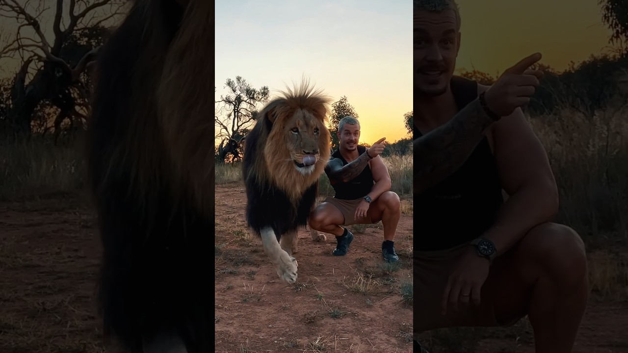 New Lion Home🦁 #lion #wildlife #animals #deanschneider