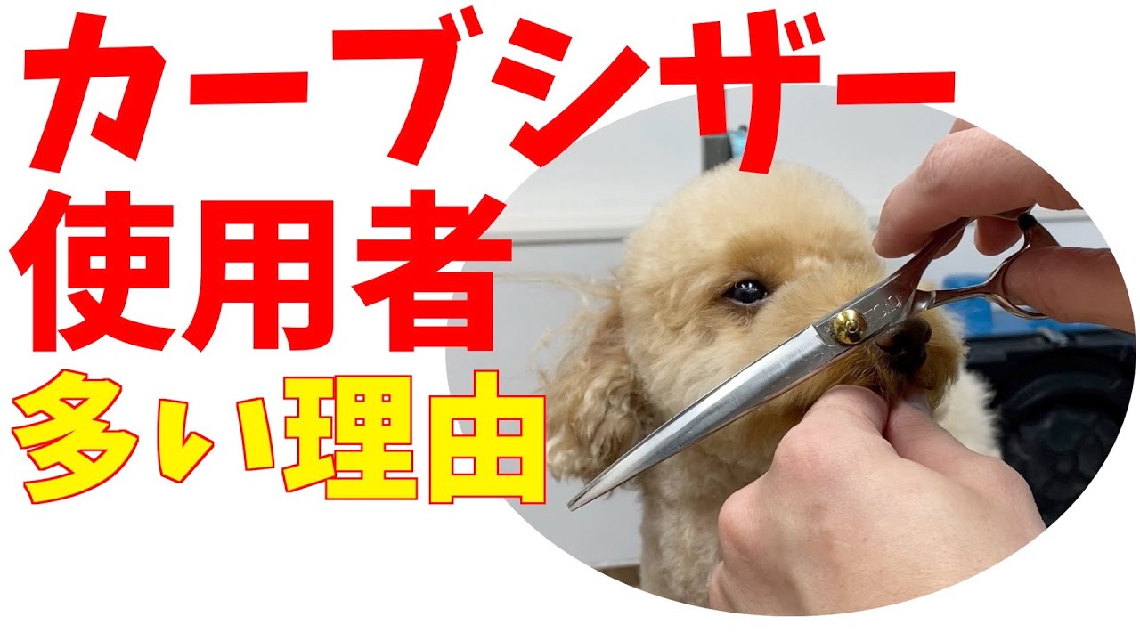 カーブ使っている人が多い理由？【トイプードルのテディベアカット：トリミング】