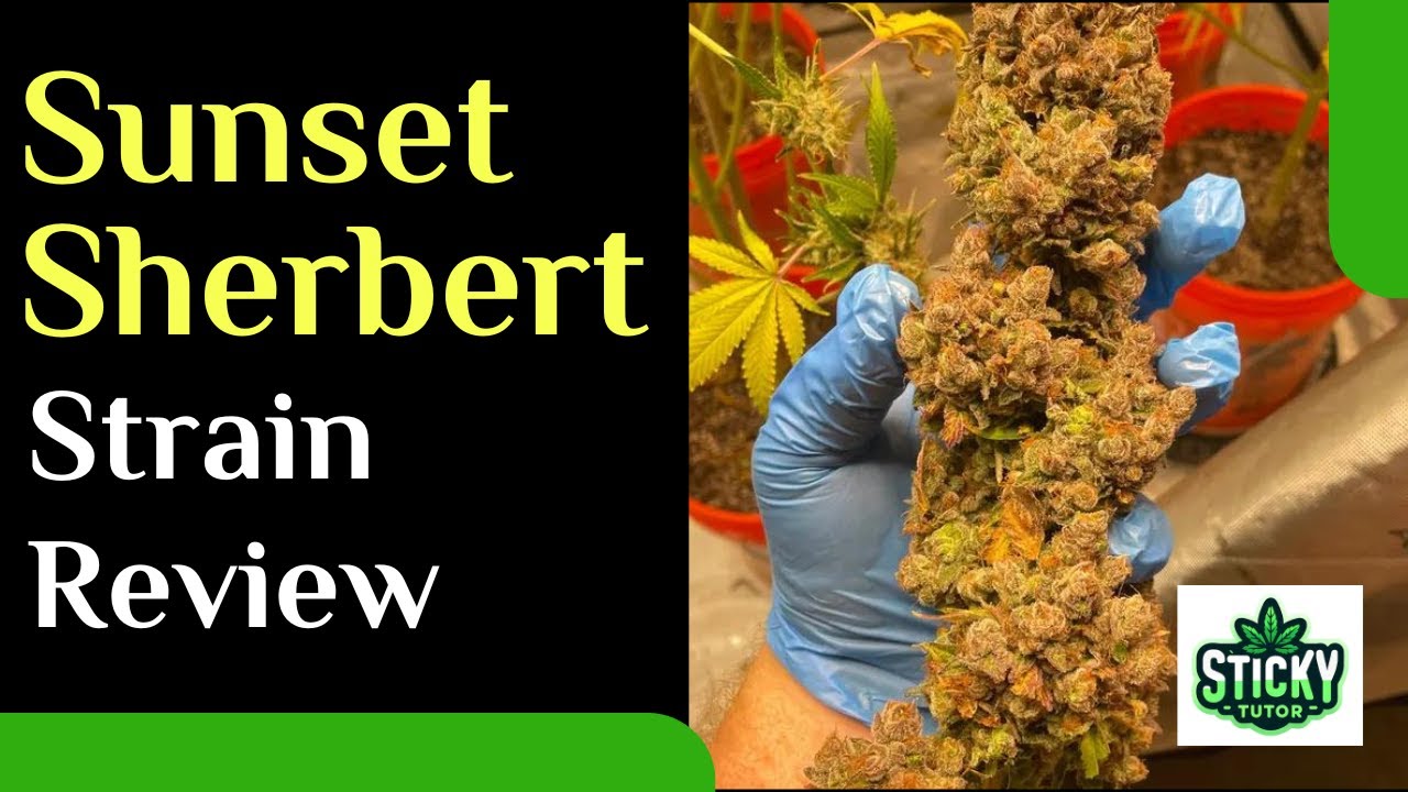 Sunset Sherbert Strain Review