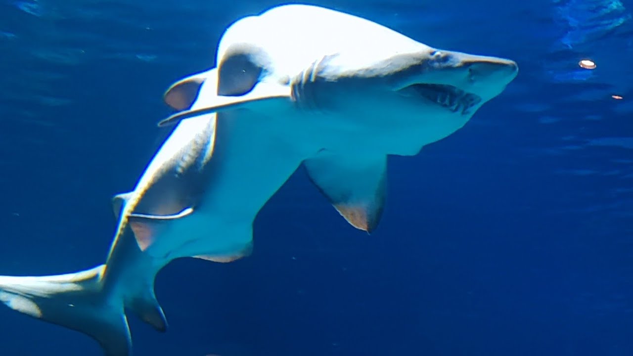 Океанариум Aquaria Phuket: новый подводный мир Пхукета,продолжение путешествия по под водному миру 