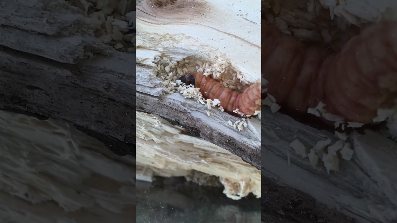 Caterpillar eating wood