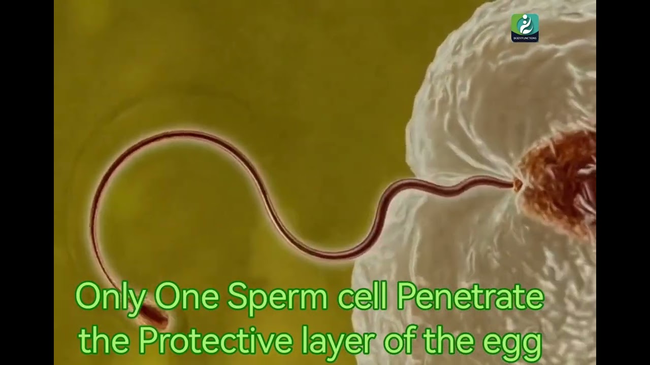 How a Sperm Cell Penetrates the Egg. 