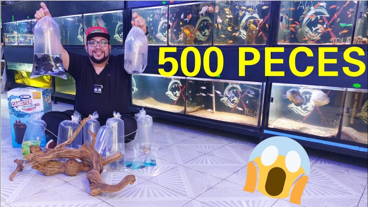COMPRANDO MAS DE 500 PECES PARA UN ACUARIO EN EL MERCADO MORELOS