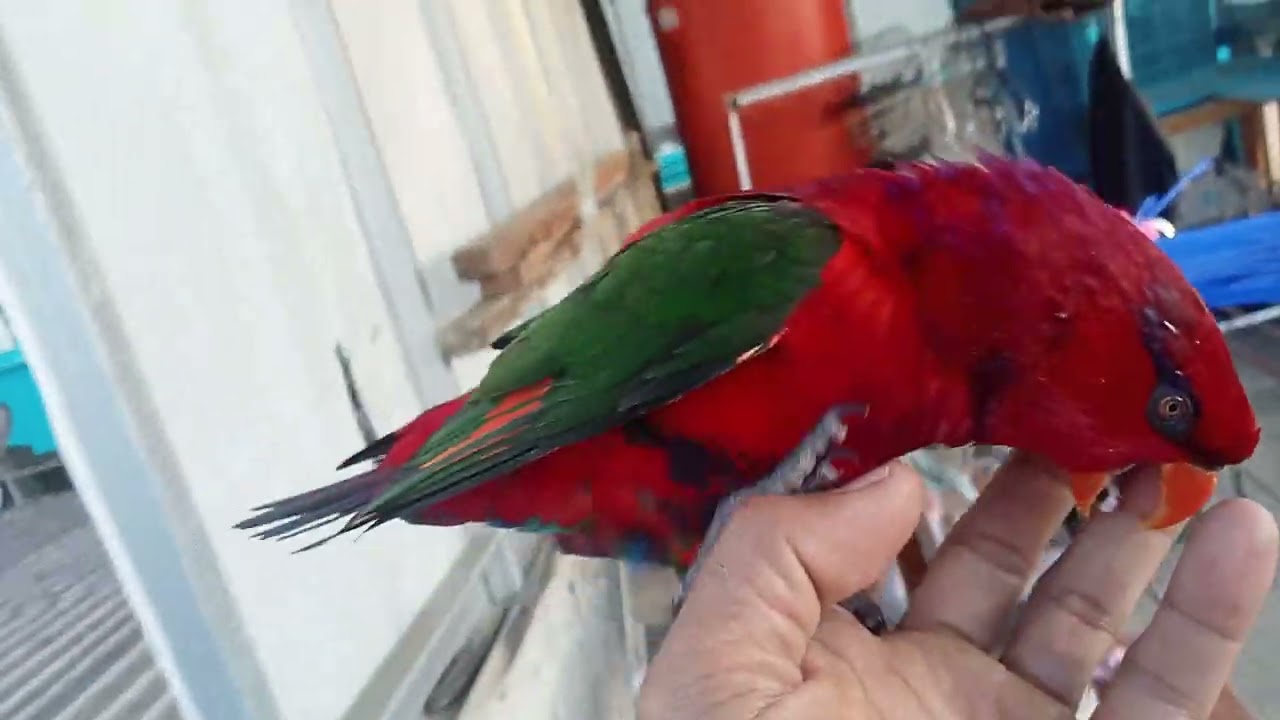 FIKO TERBANG MUMBUL😍😍🦜🦜🦜