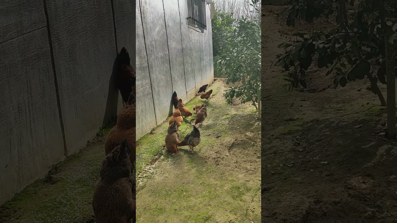 Chickens Eating Grain | Peaceful Village Life 🐔