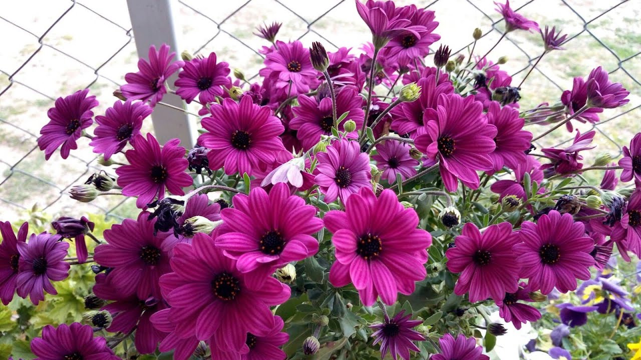 Ромашка бодрумская (Африканская ромашка - Osteospermum fruticosum) Уход