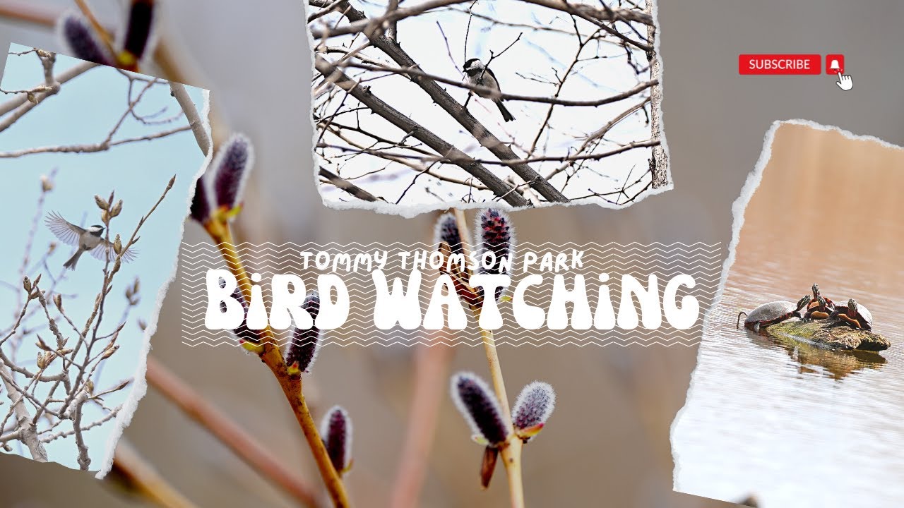 Birdwatching at Tommy Thomson Park: Exploring Toronto's Premier Birding Destination