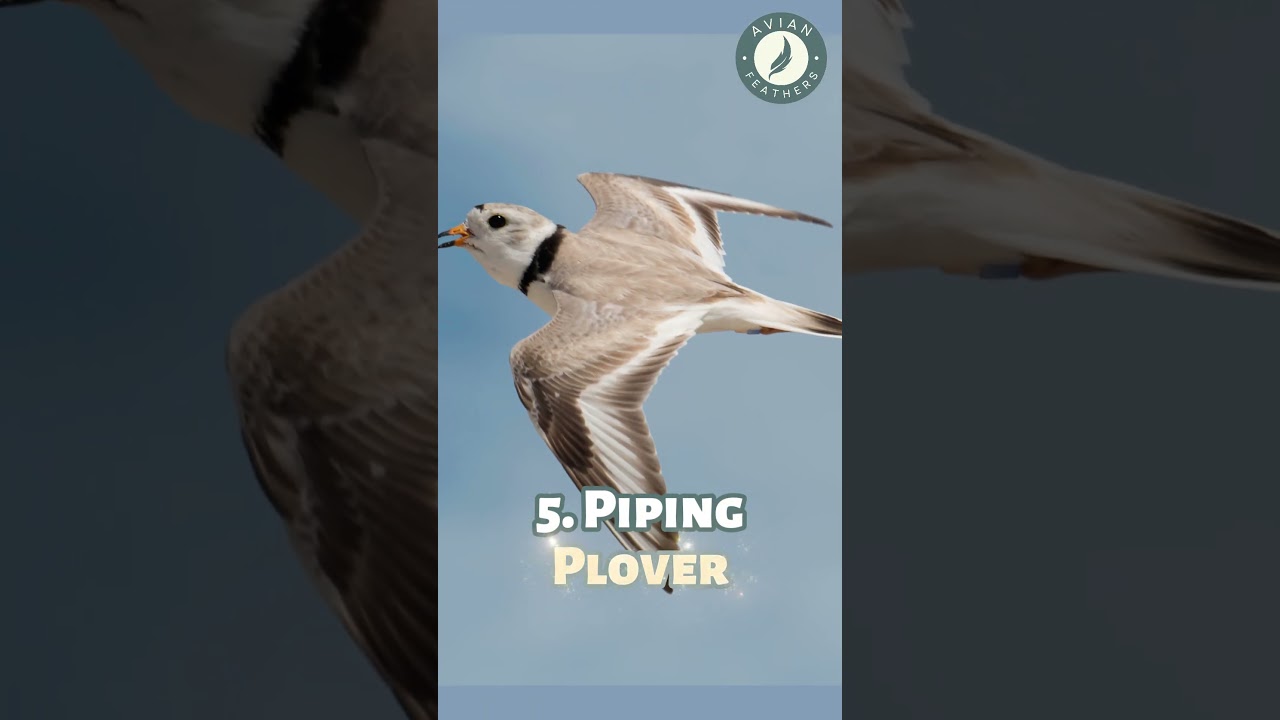 Top 10 Birds of Connecticut