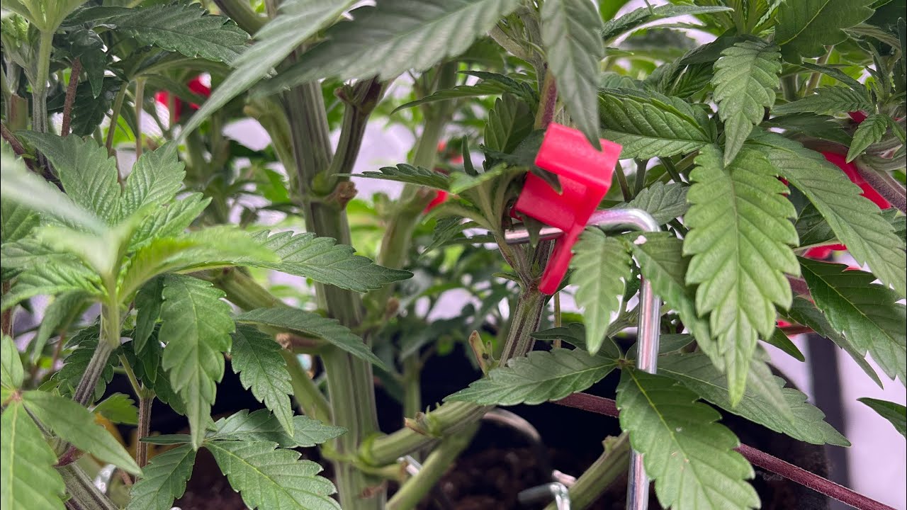 Advanced Nutrients Only/ 2nd indoor soil grow questions 🙋&zwj;♀️ All opinions welcome 