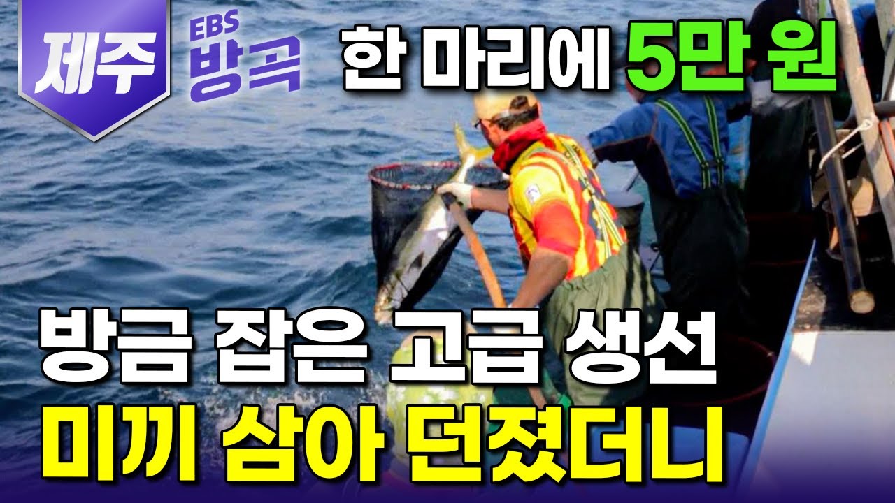 [제주] 