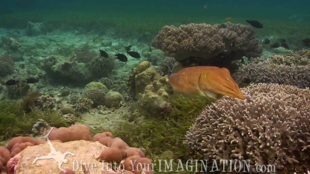Cuttlefish Camouflage - Cephalopods - Ocean Animals - Creature Feature