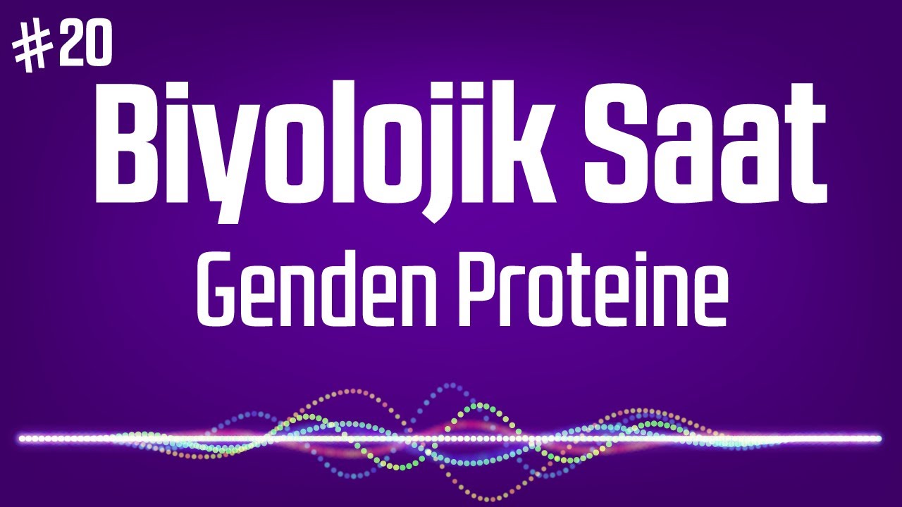 20.Biyolojik Saat : Genden Proteine (Podcast Biyoloji)