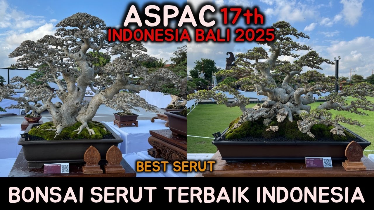BONSAI SERUT TERBAIK ASPAC 17th INDONESIA GIANYAR BALI 2025