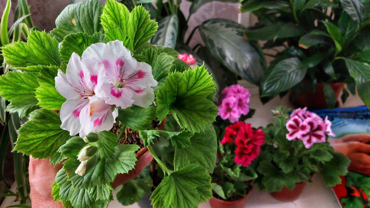 ҚАЙСИ ГЕРАННИ ПАРВАРИШИ ОСОН? Ўзимизни оддий Герань ёки Королевская Герань?