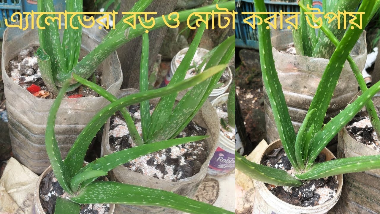 এলোভেরা গাছের যত্ন।aloe vera chara ropon |how to grow aloevera |Aloevera plant care#gardening #tips