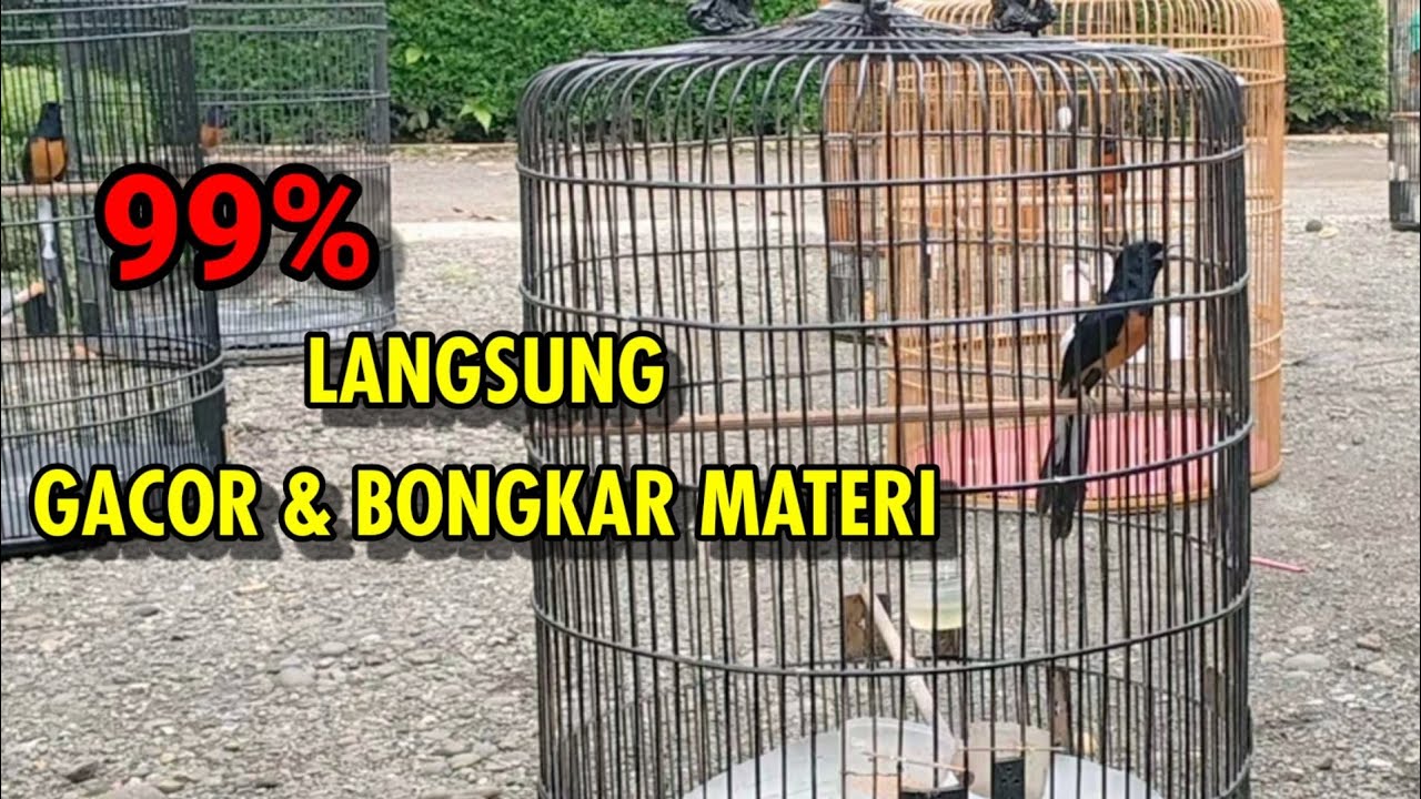 TES MENTAL MURAI BATU ANTI STREES❗Otomotis murai batu langsung emosi dan bongkar materi