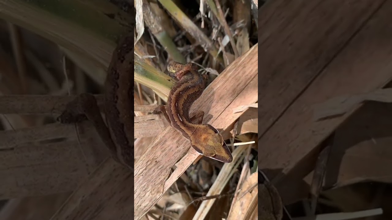 Cat Gecko with Coiled Tail#wildlife