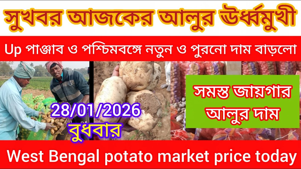 আজকের আলুর দাম ঊর্ধ্বমুখী/পশ্চিমবঙ্গ ও Up এর আলুর দাম বাড়লো/West Bengal potato market increased