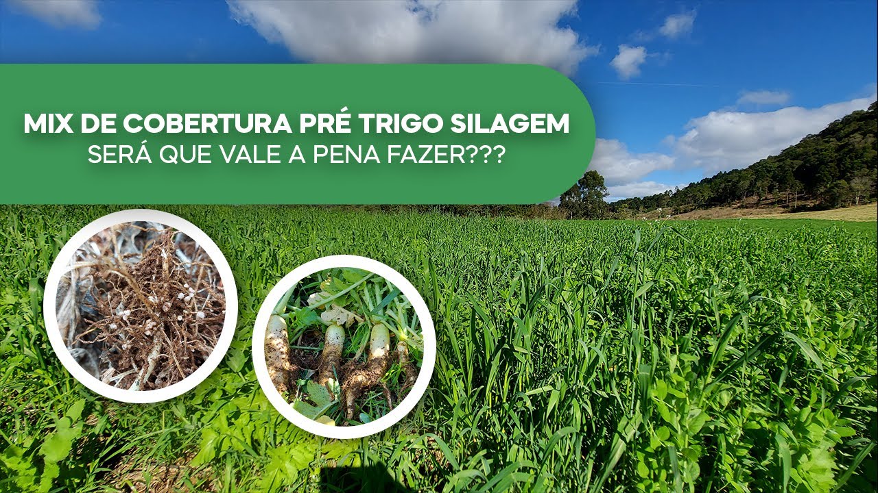 Mix de Cobertura no Pré Trigo para Silagem....  Como está depois de 90 dias....??? (v64)