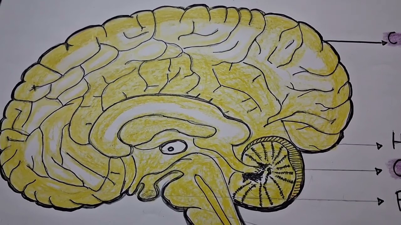 Human Brain   (class 10)