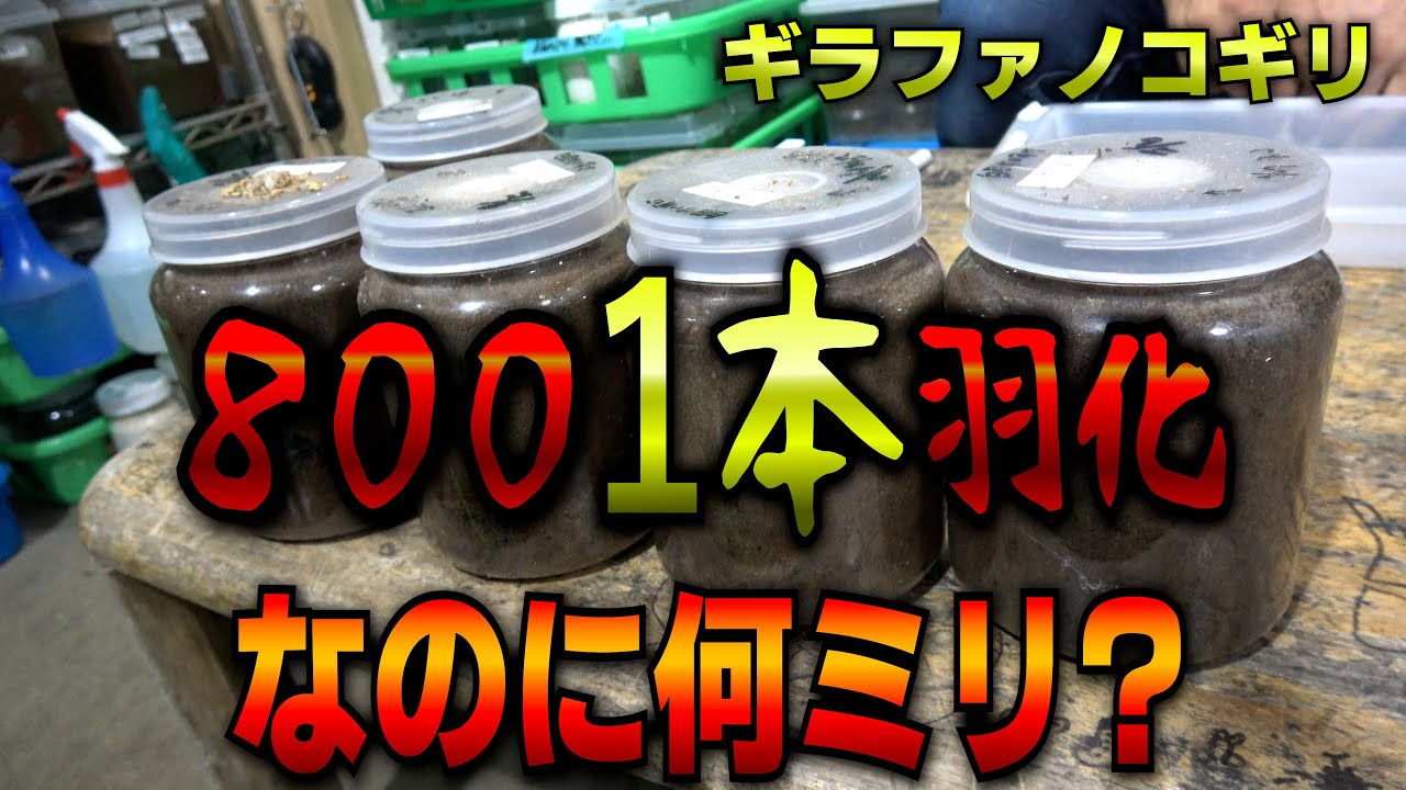 【常温飼育】ギラファノコギリクワガタが1本で羽化しました
