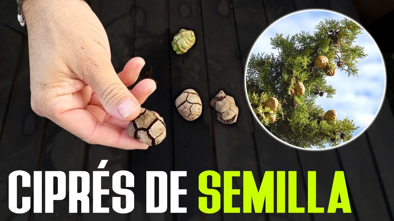 Aprende a germinar Semillas de CIPRÉS