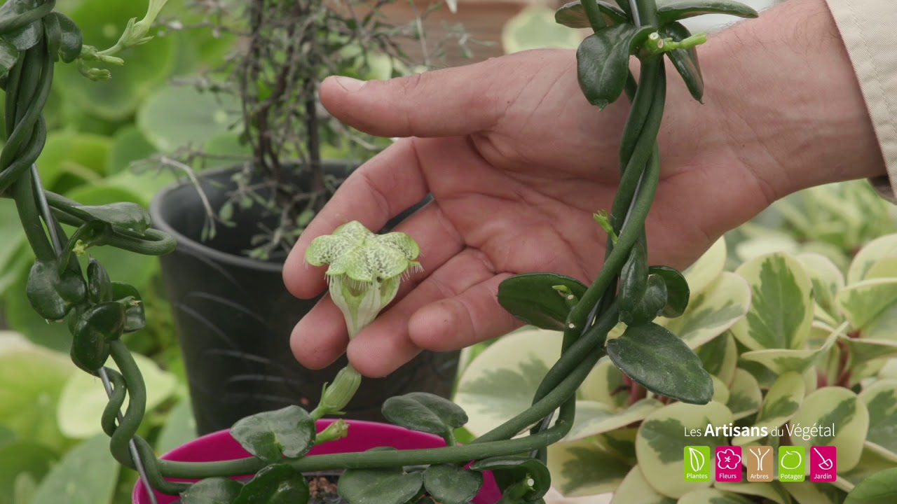 Quelle plante verte, plantes d'int&eacute;rieur mettre dans son appartement ? Originales et SANS ENTRETIEN