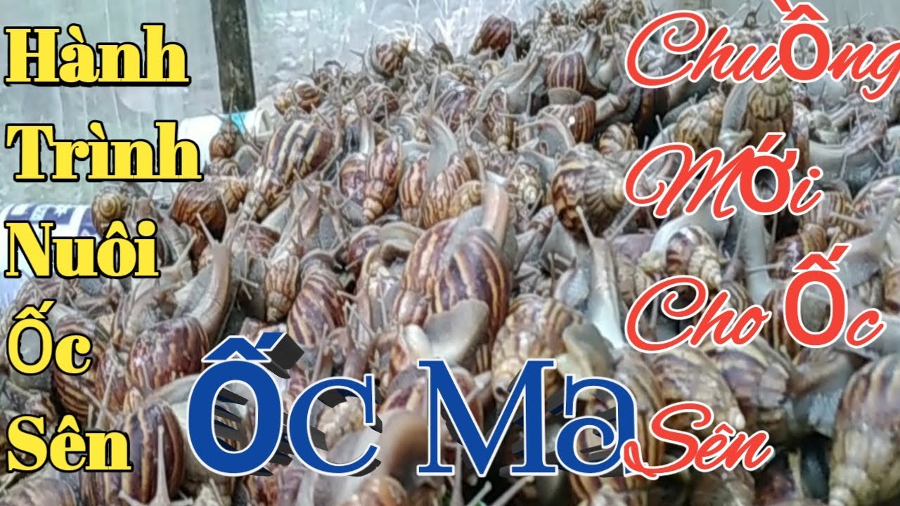 Hành Trình Nuôi Ốc Sên Tập 3