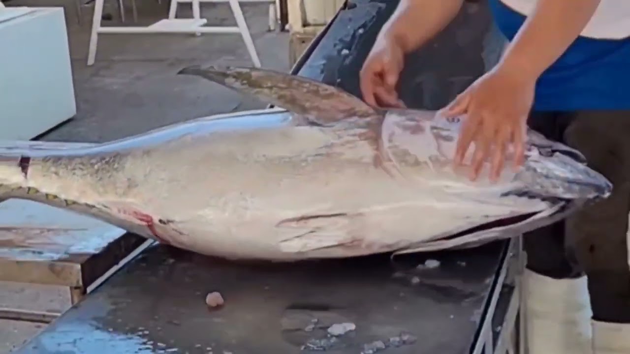 General Santos City fishport visit The Tuna Capital of the Philippines2024🇵🇭