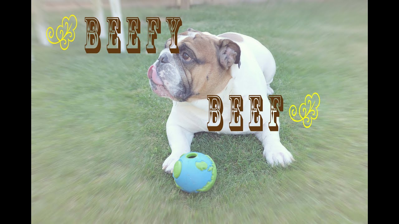 Good Food, Good Dog - Beefy Beef - Raw Food Diet