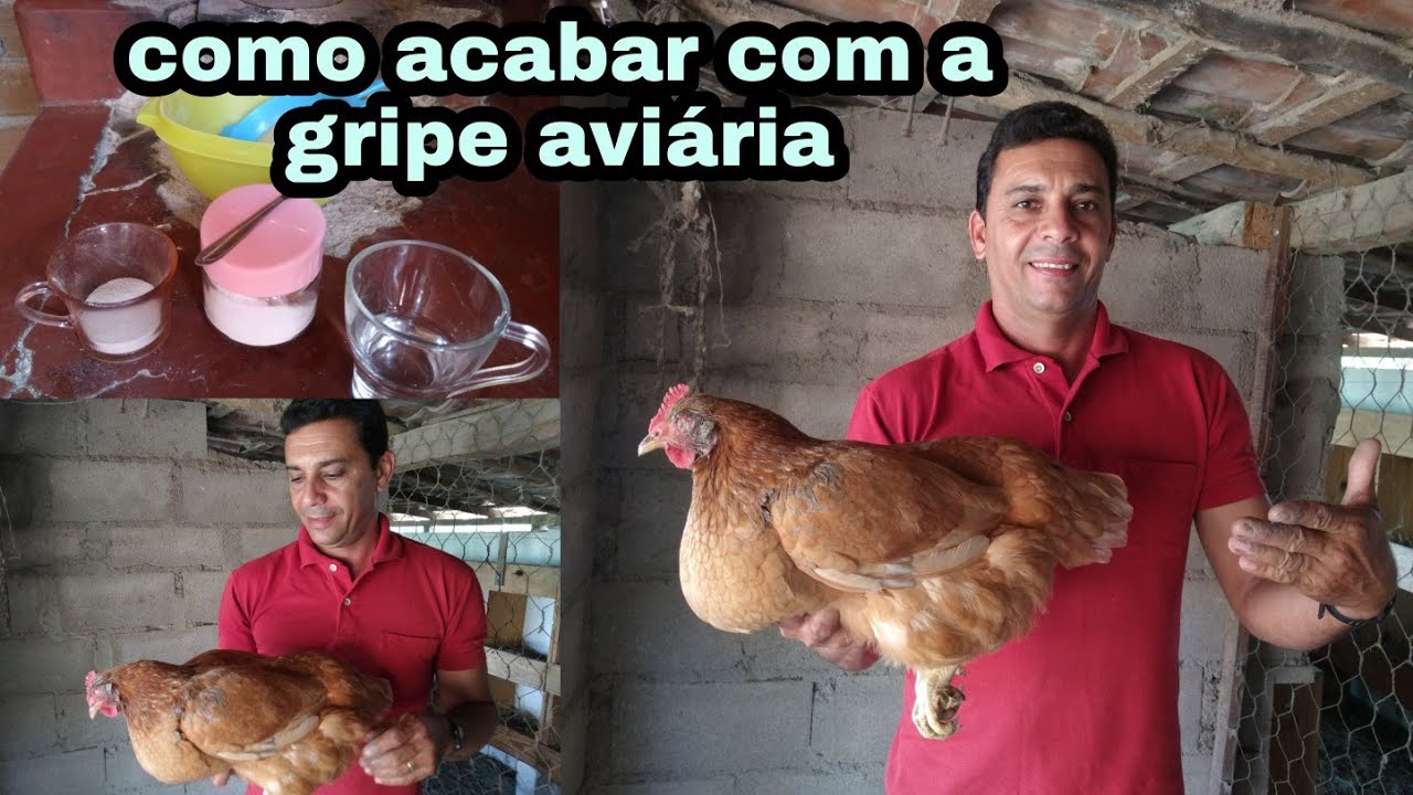Como combater gripe aviária com medicamentos caseiro | canal da Pathy