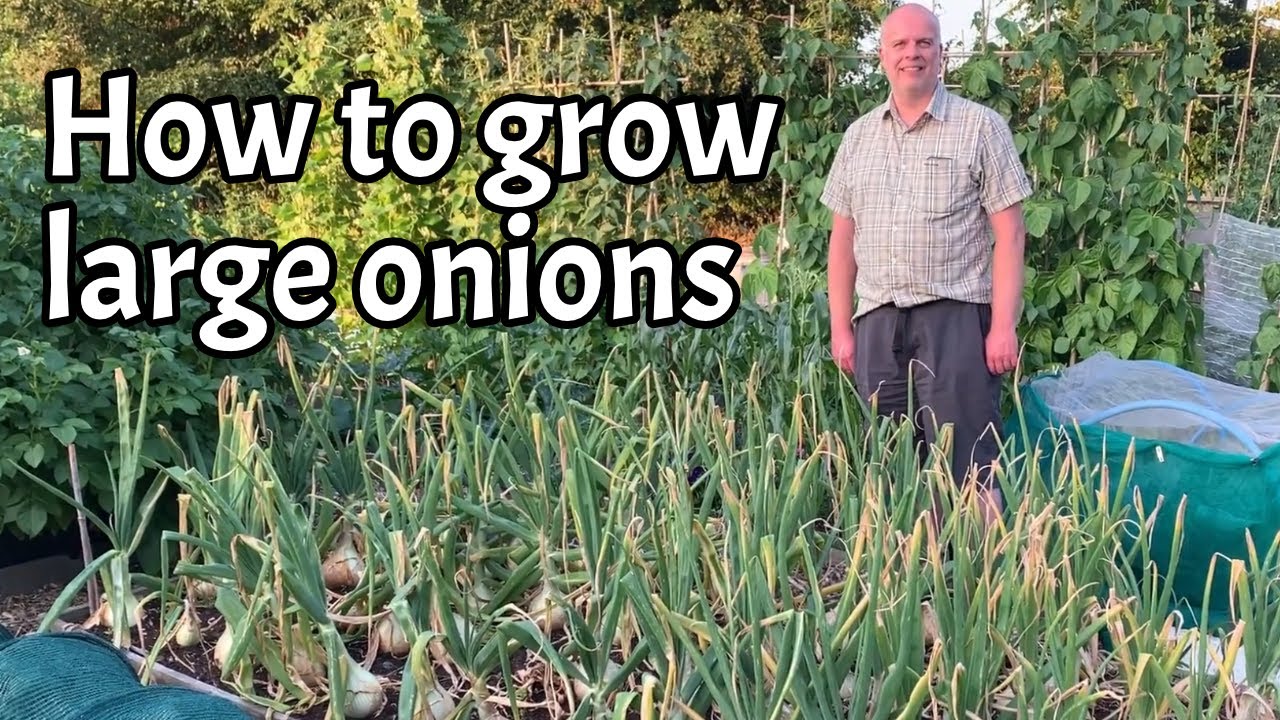 Как вырастить КРУПНЫЙ ЛУК: Allotment UK