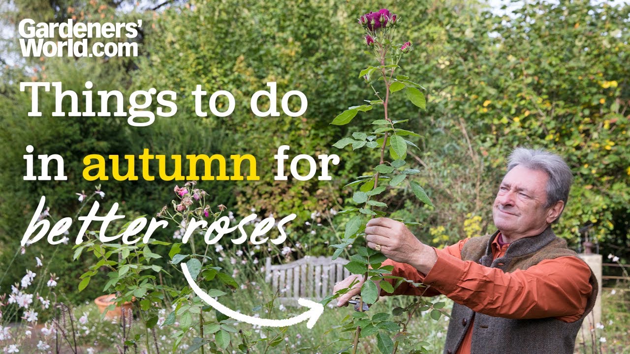 Autumn jobs for BETTER ROSES | Alan's advice for things you should do for healthier roses