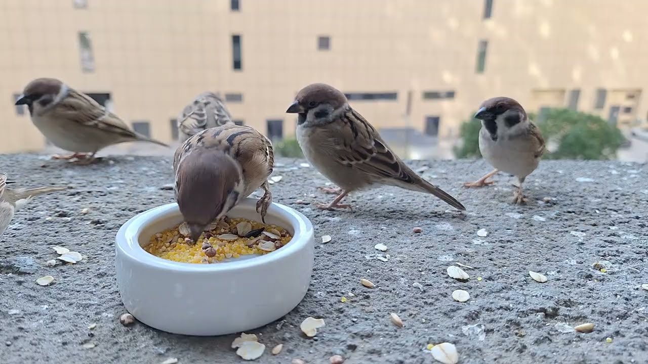 Sparrows Feeding on My Window Ledge | Late Morning