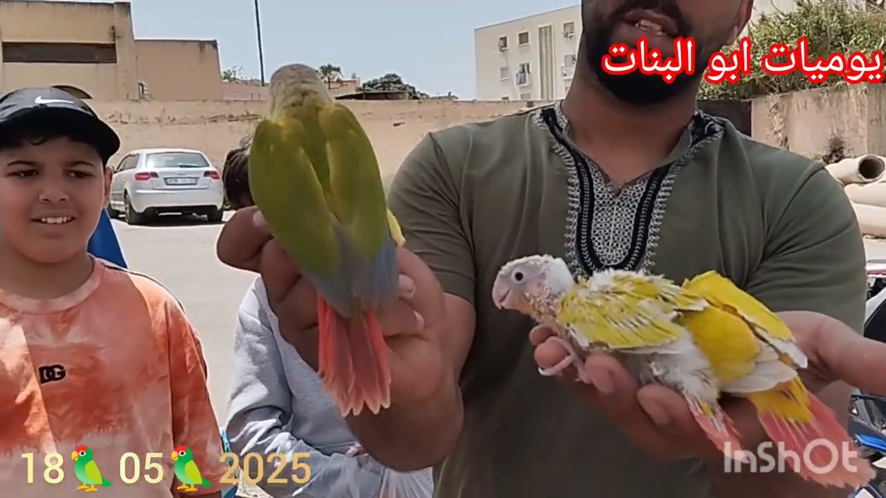 اثمنة الطيور بمدينة مكناس 18🦜05🦜2025 #سوق_الطيور_اليوم_الاحد🇲🇦🇪🇬🇩🇿🇸🇦🦜🕊️💸#المغرب #morocco