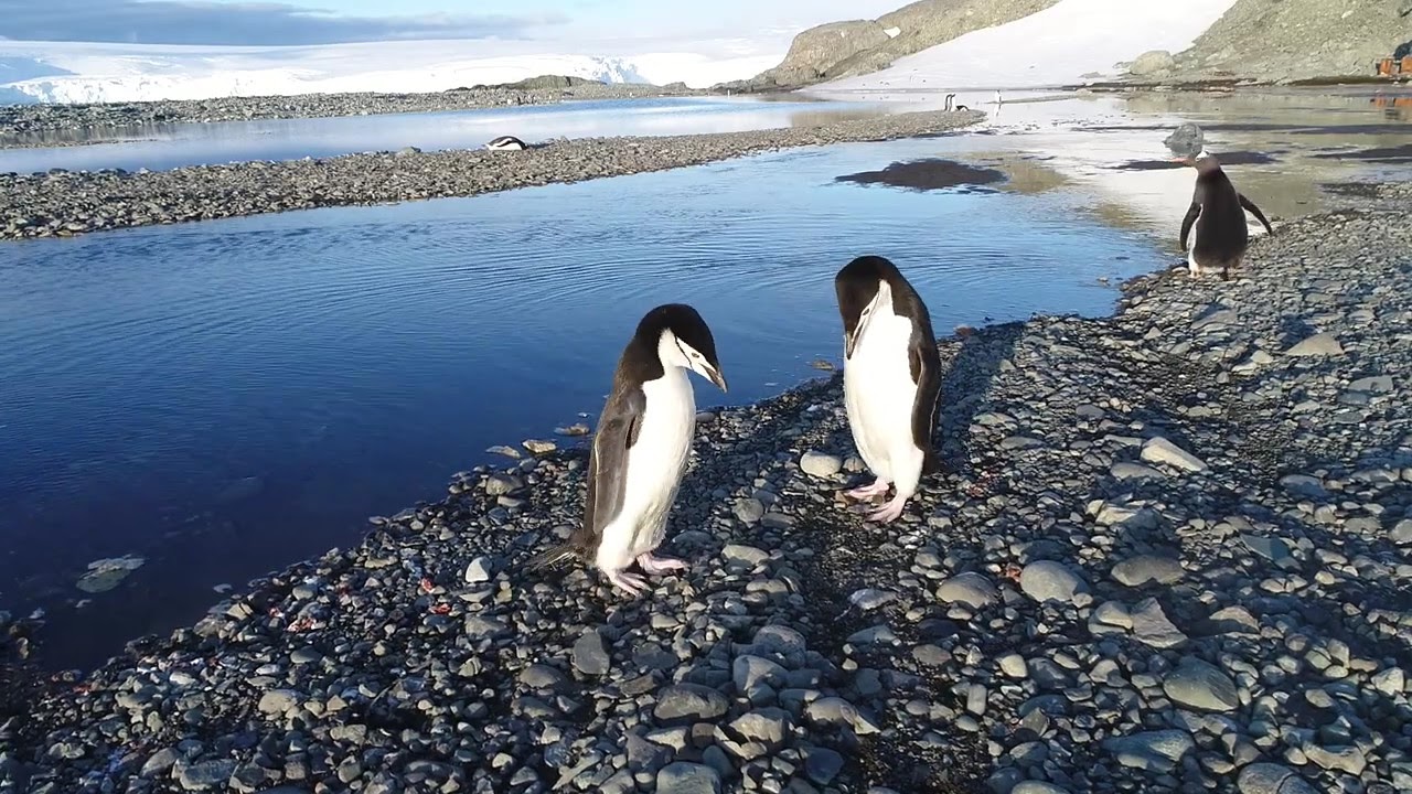 Chinstrap penguins - a marriage proposal