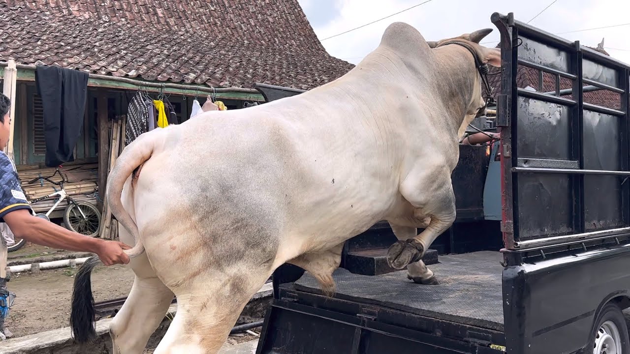 SAPI MONSTER BRAHMAN CROSS 🔥