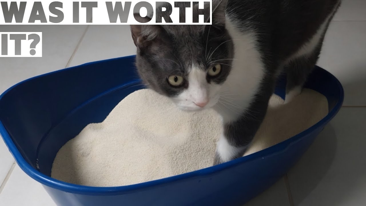 I Switched from Clay to Cassava Litter — One Week Honest Review