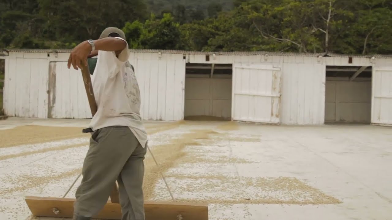 Cinematic coffee farm tour - Finca La Perla, Guatemala