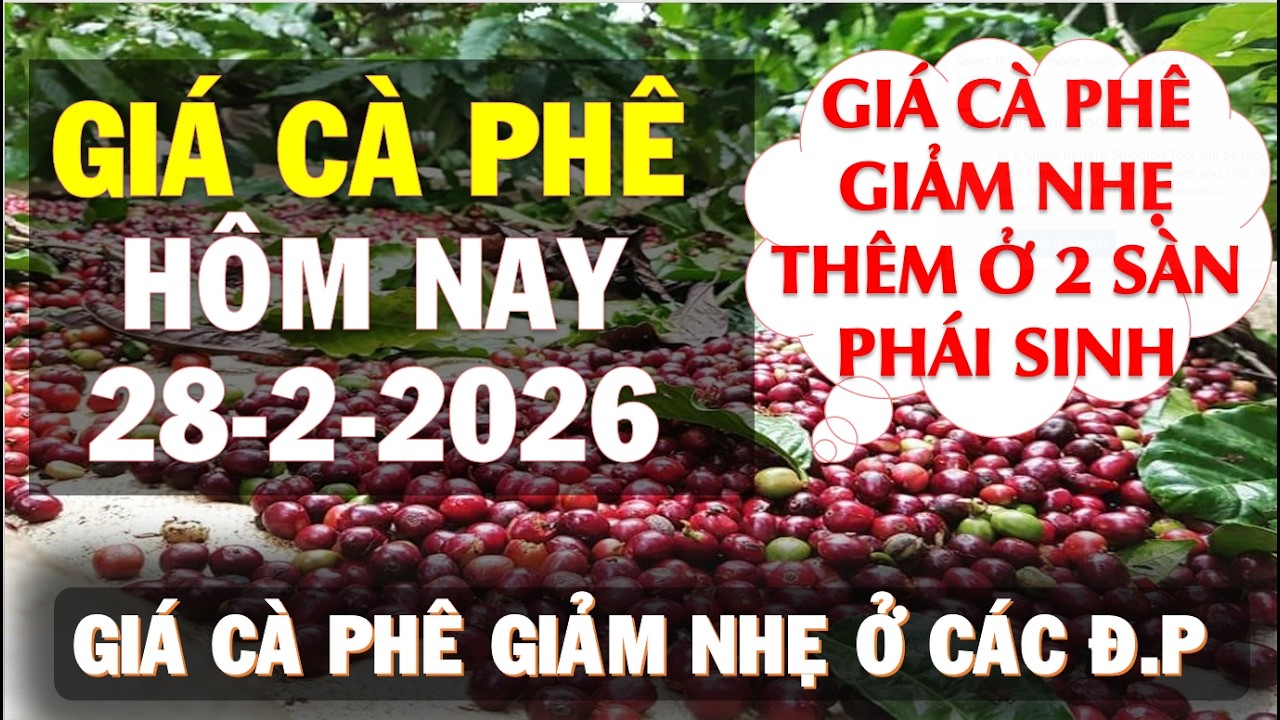 Giá cà phê hôm nay ngày 28/2/2026|Giá cà phê điều chỉnh giảm nhẹ ở 2 sàn và trong nước