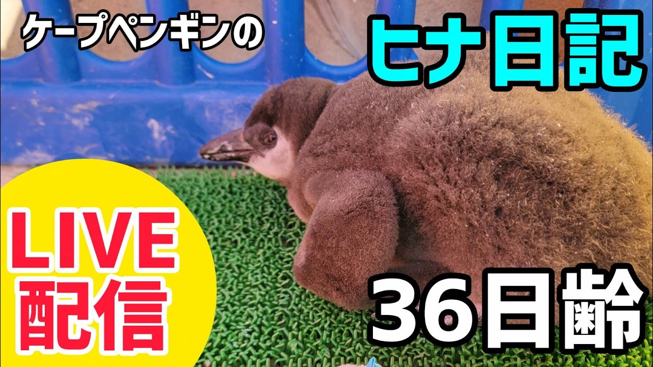 【LIVE配信】ケープペンギンのヒナ日記「36日齢」【劇団ペンターズ】#live #penguin #誕生
