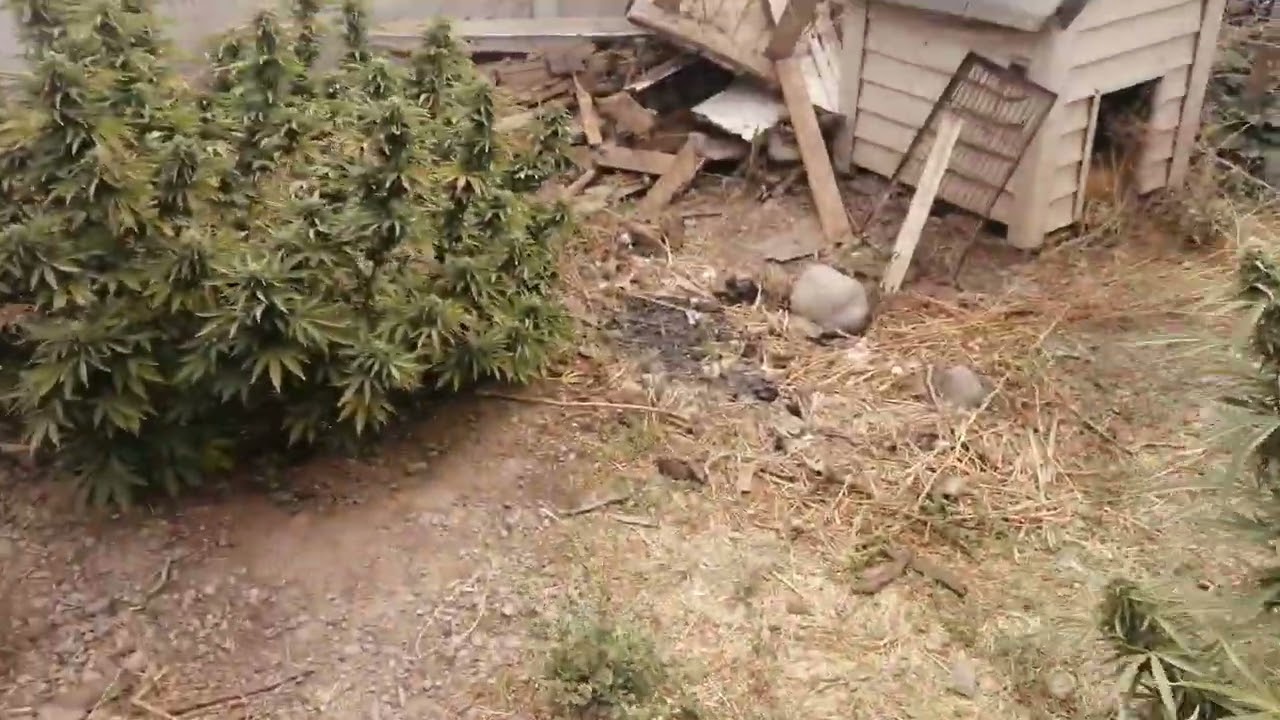 cosecha 2022 madre tierra banana blaze, critical orange punch
