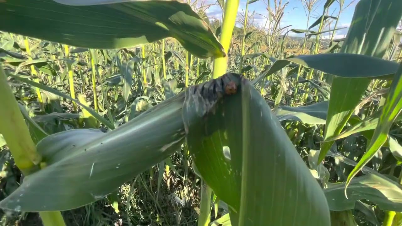Afghan vlog /hand picking sweet corn Norway 2022/ selvplukk mais i Oslo /grillet mais