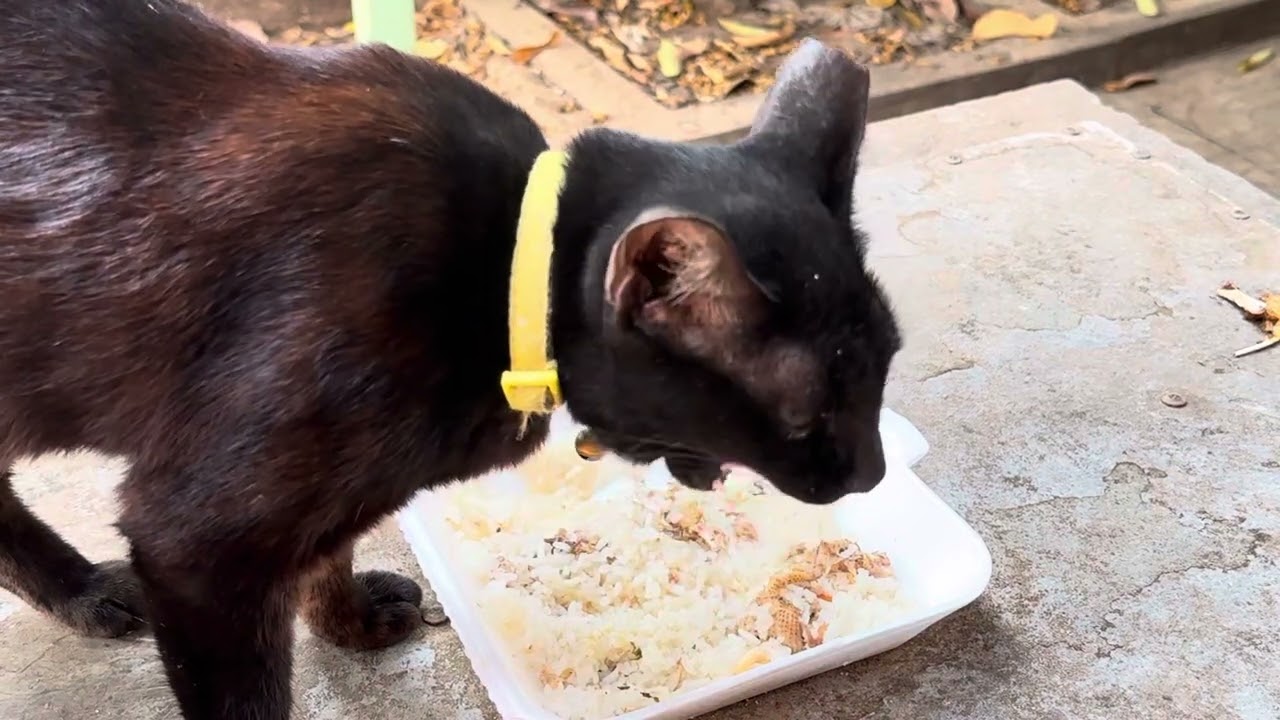Cat is eating rice.#rabbit #cat #dogs #kitten #animal #shortvideo #puppy #monkey #seal #pets 