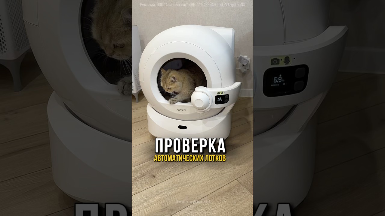Какой автоматический лоток выбрать для кошки?🐈