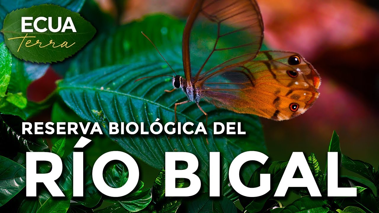 Ecuaterra🌱Orellana: la reserva del río Bigal protege un bosque de alta biodiversidad 🦋🦜| Ecuavisa